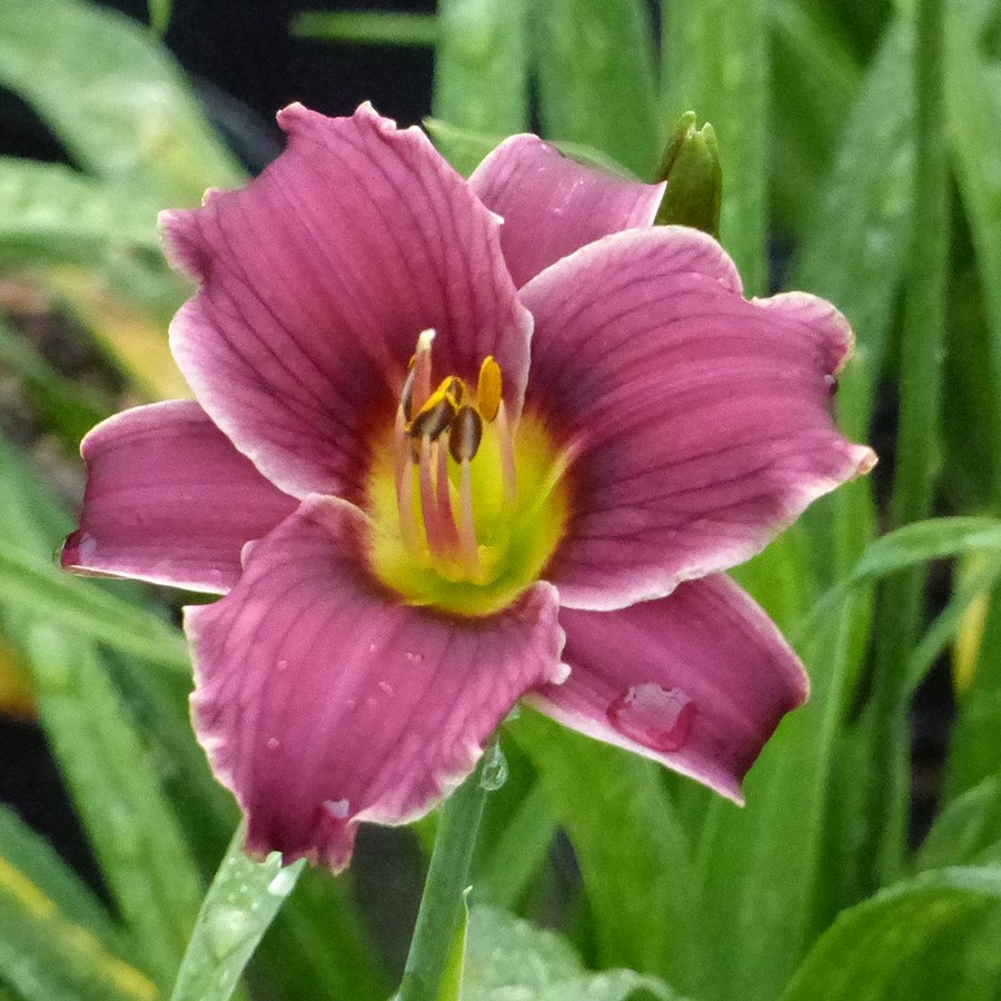 Hemerocallis 'Little Missy'